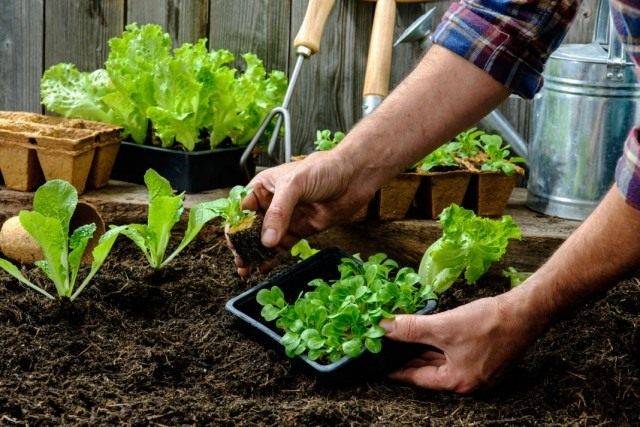 Высаживаем рассады овощных культур Высаживаем рассады овощных культур