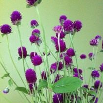 Гомфрена (Gomphrena) Гомфрена (Gomphrena)