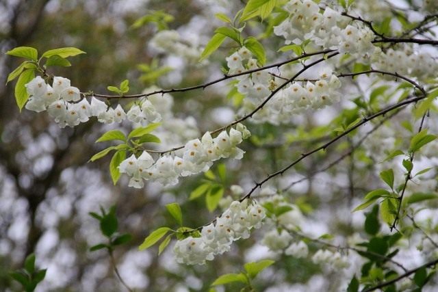 Халезия, или Галезия каролинская (halesia carolina) Халезия, или Галезия каролинская (halesia carolina)