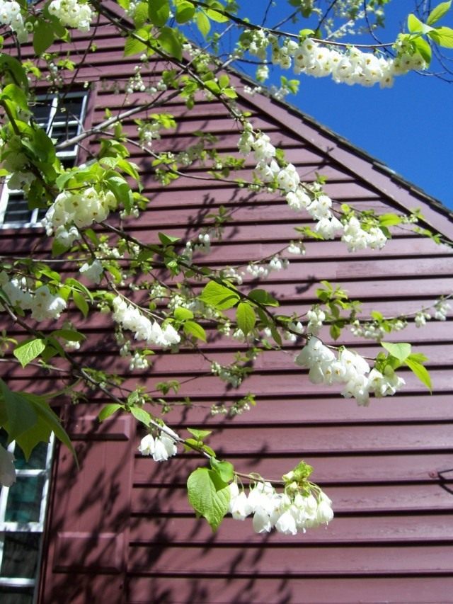 Халезия, или Галезия горная (halesia tetraptera) Халезия, или Галезия горная (halesia tetraptera)