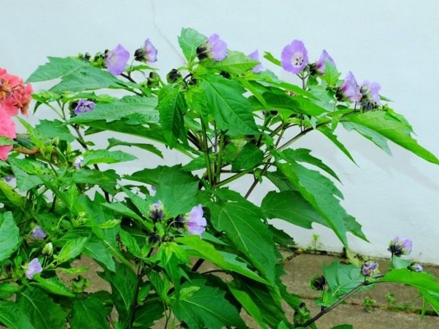 Никандра физалисовидная (Nicandra physalodes) Никандра физалисовидная (Nicandra physalodes)