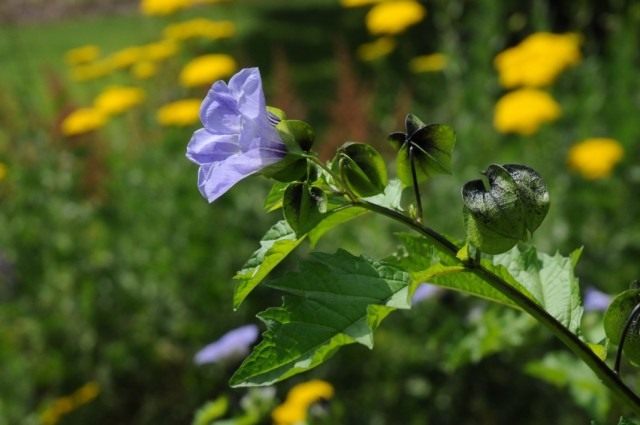 Никандра физалисовидная (Nicandra physalodes) Никандра физалисовидная (Nicandra physalodes)