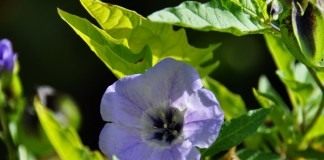 Никандра физалисовидная (Nicandra physalodes)