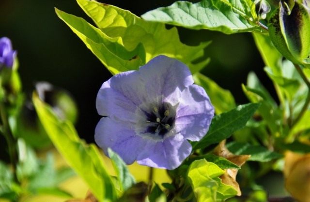 Никандра физалисовидная (Nicandra physalodes) Никандра физалисовидная (Nicandra physalodes)