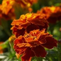 Бархатцы (Tagetes) Бархатцы (Tagetes)