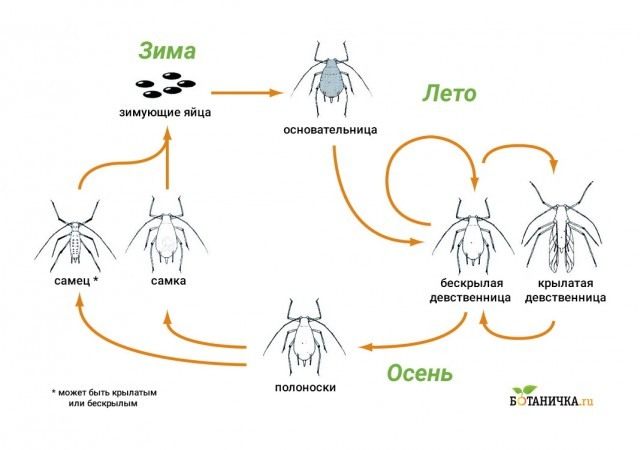 Жизненный цикл тлей Жизненный цикл тлей