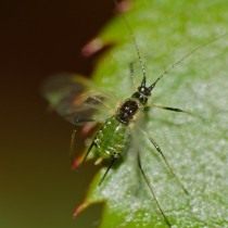 Крылатая форма Зелёной розанной тли (Macrosiphum rosae) Крылатая форма Зелёной розанной тли (Macrosiphum rosae)