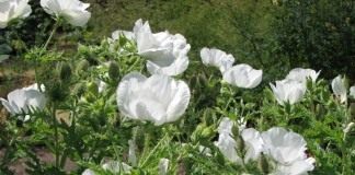 Аргемона широкая (Argemone platyceras)