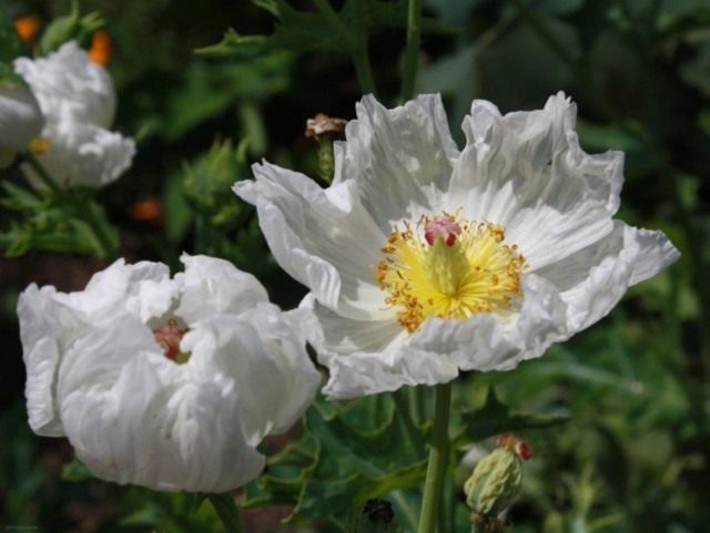 Аргемона крупноцветковая (Argemone grandiflora) Аргемона крупноцветковая (Argemone grandiflora)