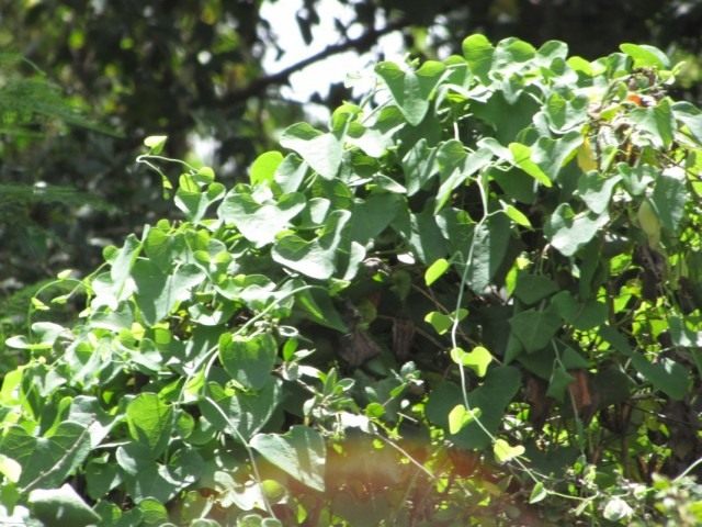 Кирказон прибрежный (Aristolochia littoralis) Кирказон прибрежный (Aristolochia littoralis)