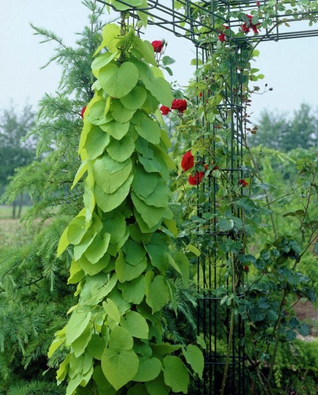 Кирказон крупнолистный, или Кирказон трубочный (Aristolochia macrophylla) Кирказон крупнолистный, или Кирказон трубочный (Aristolochia macrophylla)