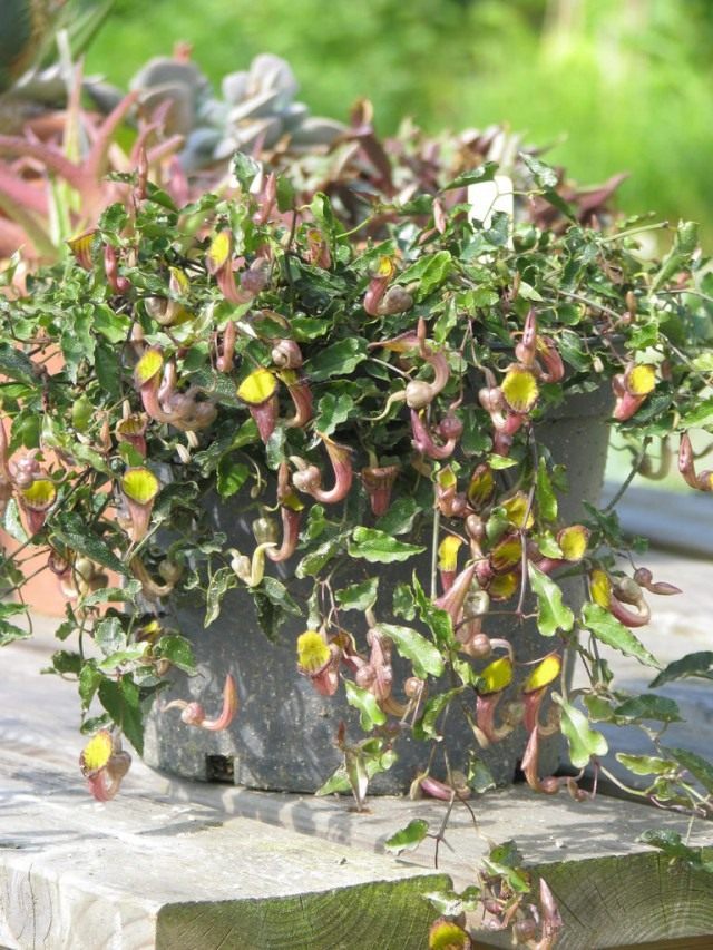 Кирказон вечнозеленый (Aristolochia sempervirens) Кирказон вечнозеленый (Aristolochia sempervirens)