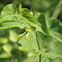 Кирказон ломоносовидный, или Кирказон обыкновенный (Aristolochia clematitis) Кирказон ломоносовидный, или Кирказон обыкновенный (Aristolochia clematitis)