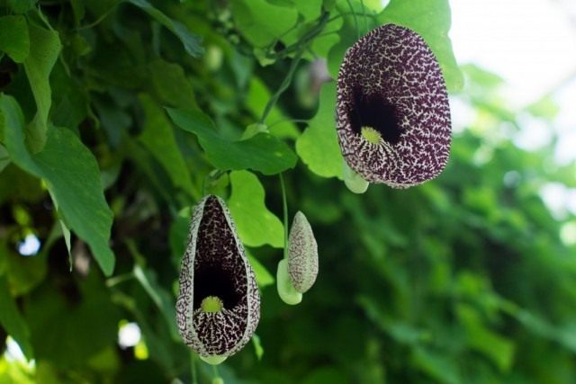 Кирказон изящный (Aristolochia elegans) Кирказон изящный (Aristolochia elegans)