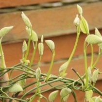 Кирказон крупнолистный, или Кирказон трубочный (Aristolochia macrophylla)