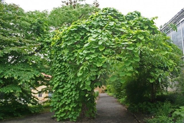 Кирказон крупнолистный, или Кирказон трубочный (Aristolochia macrophylla) Кирказон крупнолистный, или Кирказон трубочный (Aristolochia macrophylla)