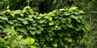 Кирказон крупнолистный, или Кирказон трубочный (Aristolochia macrophylla)