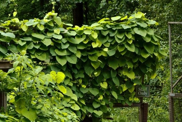 Кирказон крупнолистный, или Кирказон трубочный (Aristolochia macrophylla) Кирказон крупнолистный, или Кирказон трубочный (Aristolochia macrophylla)