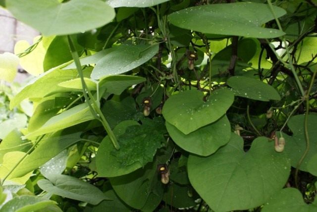 Кирказон маньчжурский (Aristolochia manshuriensis) Кирказон маньчжурский (Aristolochia manshuriensis)