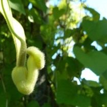 Кирказон пушистый (Aristolochia tomentosa) Кирказон пушистый (Aristolochia tomentosa)