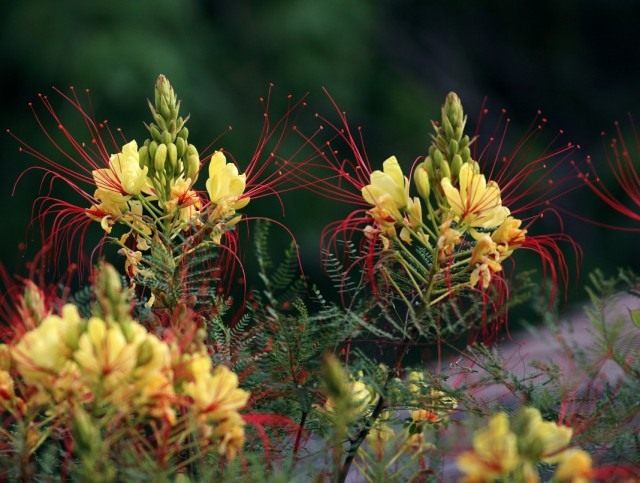 Цезальпиния Гиллеса (Caesalpinia gilliesii) Цезальпиния Гиллеса (Caesalpinia gilliesii)