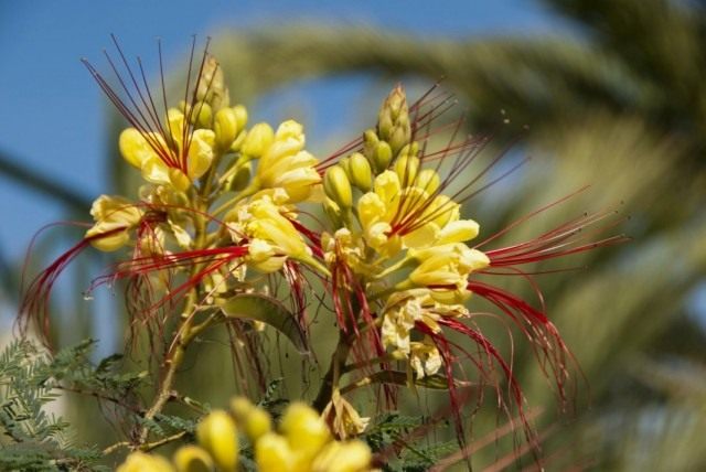 Цезальпиния Гиллеса (Caesalpinia gilliesii) Цезальпиния Гиллеса (Caesalpinia gilliesii)
