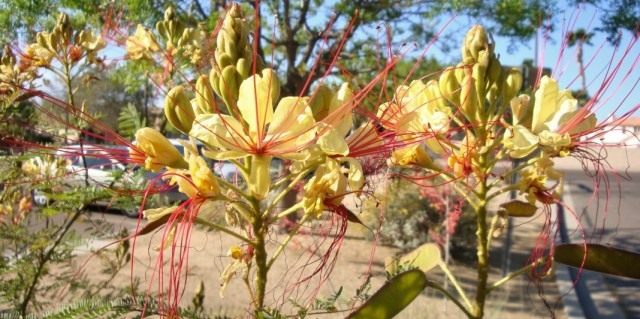 Цезальпиния Гиллеса (Caesalpinia gilliesii) Цезальпиния Гиллеса (Caesalpinia gilliesii)