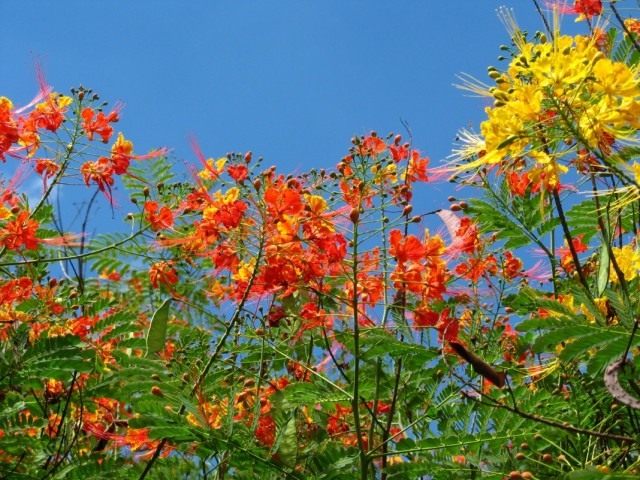 Цезальпиния прекраснейшая (Caesalpinia pulcherrima) Цезальпиния прекраснейшая (Caesalpinia pulcherrima)