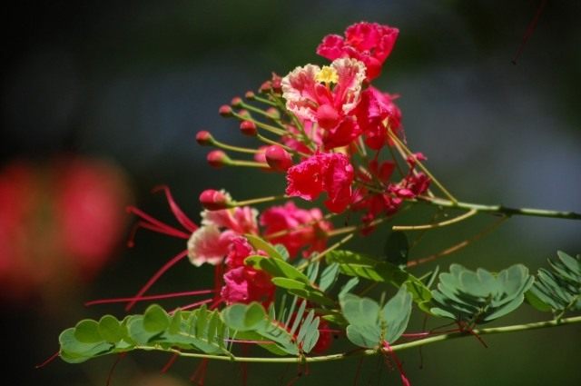 Цезальпиния прекраснейшая (Caesalpinia pulcherrima) Цезальпиния прекраснейшая (Caesalpinia pulcherrima)