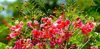 Цезальпиния прекраснейшая (Caesalpinia pulcherrima)