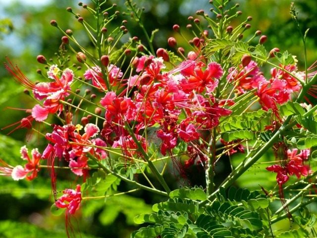 Цезальпиния прекраснейшая (Caesalpinia pulcherrima) Цезальпиния прекраснейшая (Caesalpinia pulcherrima)