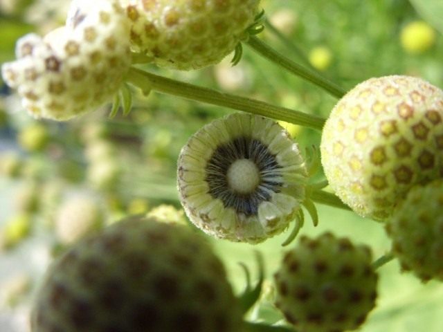 Гелениум ароматный, или Цефалофора ароматная (Helenium aromaticum syn. Cephalophora aromatica) Гелениум ароматный, или Цефалофора ароматная (Helenium aromaticum syn. Cephalophora aromatica)