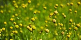 Гелениум ароматный, или Цефалофора ароматная (Helenium aromaticum syn. Cephalophora aromatica)