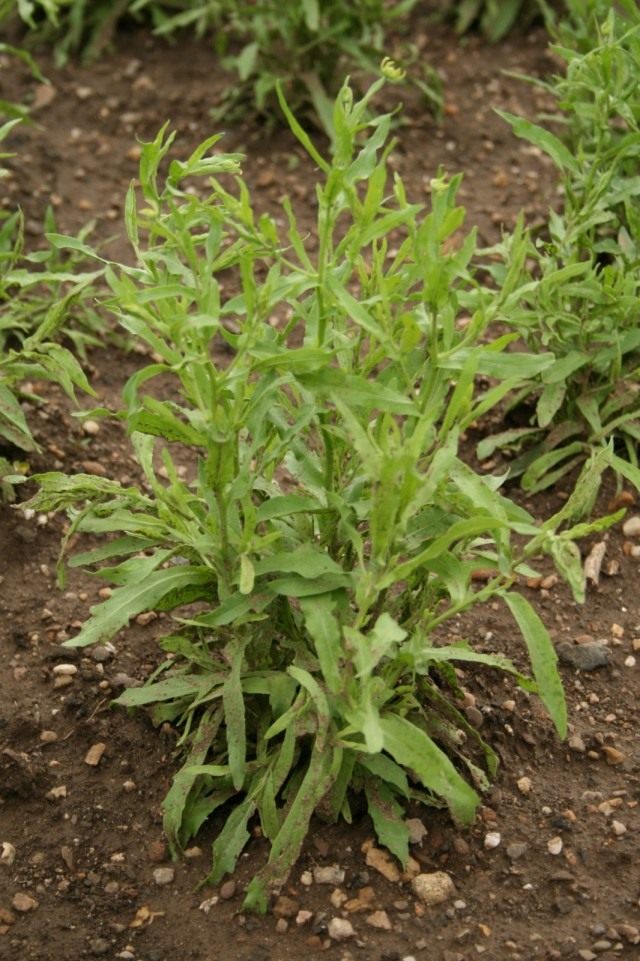 Гелениум ароматный, или Цефалофора ароматная (Helenium aromaticum syn. Cephalophora aromatica) Гелениум ароматный, или Цефалофора ароматная (Helenium aromaticum syn. Cephalophora aromatica)