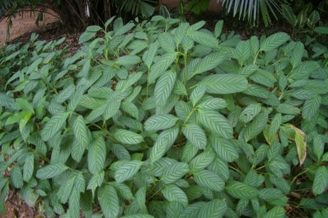 Ктенанте приятный (Ctenanthe amabilis) Ктенанте приятный (Ctenanthe amabilis)