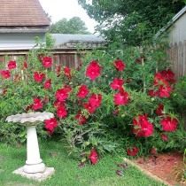 Гибискус болотный (Hibiscus moscheutos) Гибискус болотный (Hibiscus moscheutos)
