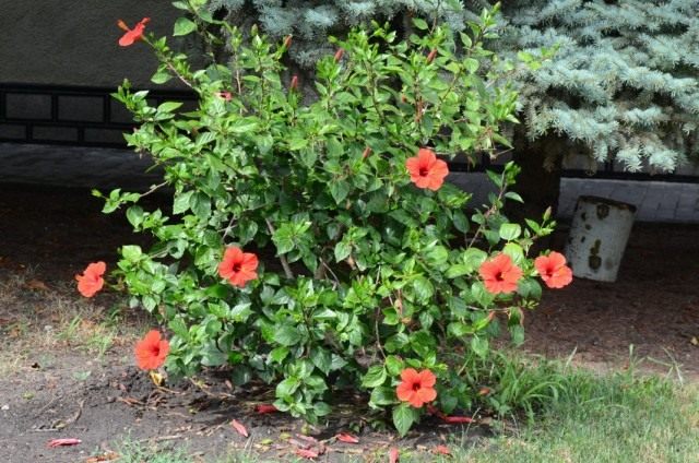 Гибискус китайский, или Китайская роза (Hibiscus rosa-sinensis) Гибискус китайский, или Китайская роза (Hibiscus rosa-sinensis)