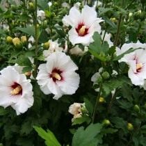 Гибискус сирийский (Hibiscus syriacus) Гибискус сирийский (Hibiscus syriacus)