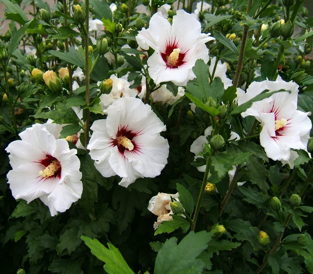 Садовый гибискус: размножение, посадка семян, выращивание и зимний уход за цветами