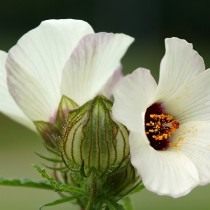 Гибискус тройчатый, или Гибискус северный (Hibiscus trionum) Гибискус тройчатый, или Гибискус северный (Hibiscus trionum)