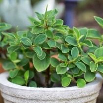 Пеперомия приятная (Peperomia blanda) Пеперомия приятная (Peperomia blanda)