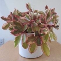 Пеперомия клузиелистная (Peperomia clusiifolia) Пеперомия клузиелистная (Peperomia clusiifolia)