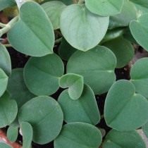 Пеперомия седая (Peperomia incana) Пеперомия седая (Peperomia incana)