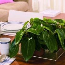 Пеперомия пятнистая (Peperomia maculosa) Пеперомия пятнистая (Peperomia maculosa)