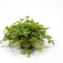 Пеперомия круглолистная (Peperomia rotundifolia) Пеперомия круглолистная (Peperomia rotundifolia)