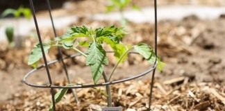 Агротехника высадки рассады томата - Сад и огород Высаженная в мае рассада томата
