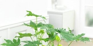 Фатсия японская (Fatsia japonica)