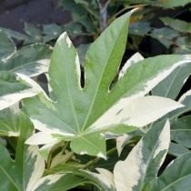 Фатсия японская 'Variegata' Фатсия японская 'Variegata'