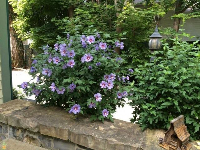 Гибискус, сирийский сорт 'Blue Satin' Гибискус, сирийский сорт 'Blue Satin'