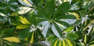 Листья комнатного растения обработанные блеском для листьев